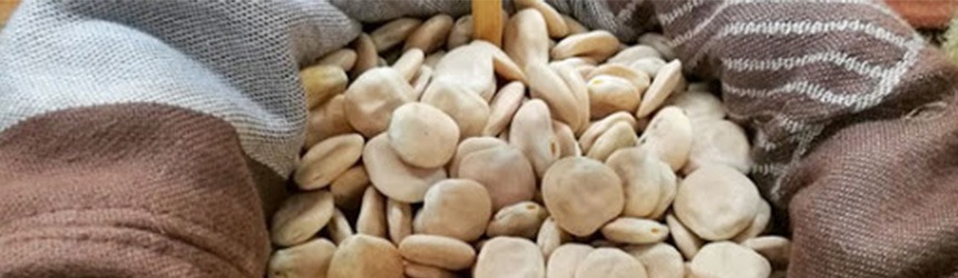 La riscoperta dei lupini