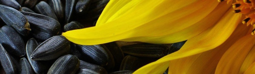 I semi della salute: semi di zucca, semi di girasole e semi di sesamo