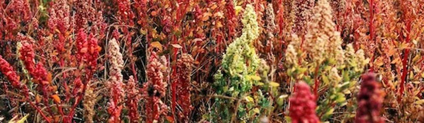 Il boom di vendita della quinoa