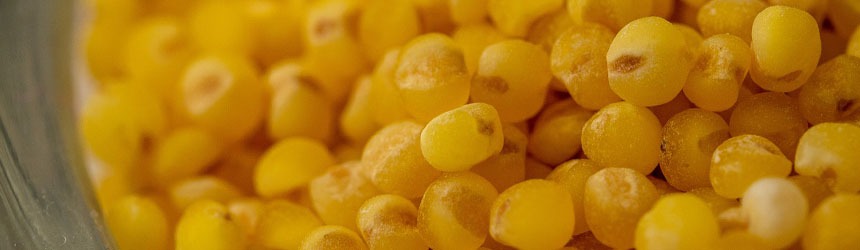 Il miglio e le sue preziose proprietà