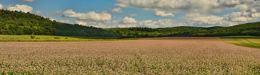 La riscoperta del grano saraceno in Italia