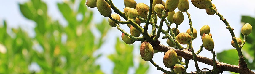 Prestigio e bontà: il pistacchio di Bronte batte la crisi