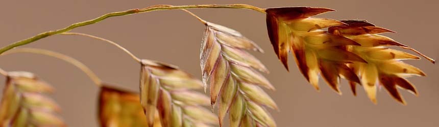 Avena: un alimento sottovalutato