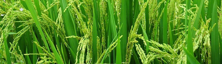 Riso Carnaroli: bontà e salute