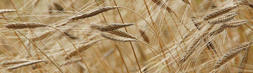 Farro: dall’antichità a oggi