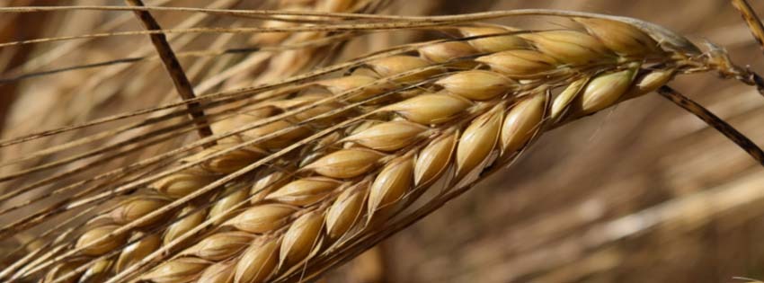 L’etimologia della tavola: CEREALE - Oltresole s.r.l.