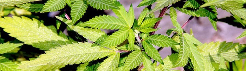 Canapa, mille usi e benefici 