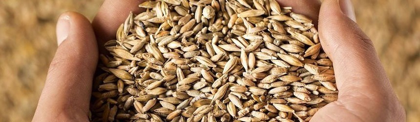 Pasta senatore cappelli vantaggi e proprietà