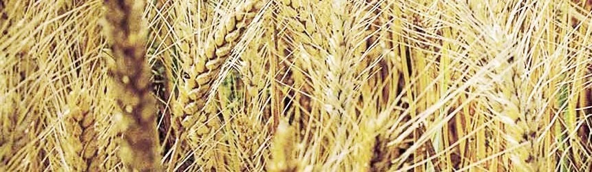 Quando il cibo diventa... Cinema: " Mago di Oz"