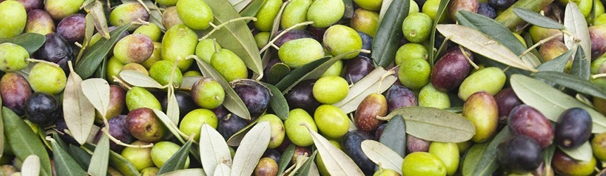 Sagra dell’ulivo e dell’olio